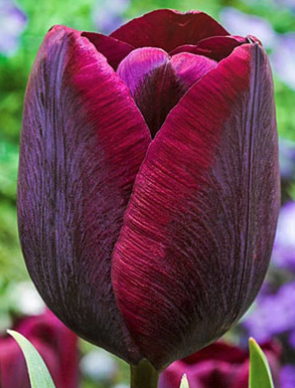 "Ronaldo" Single Tulip Bulb BULB-ZTUL-RON