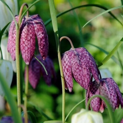 Fritillaria Meleagris / Snakes Head Lily BULB-ZFRI-MEL7