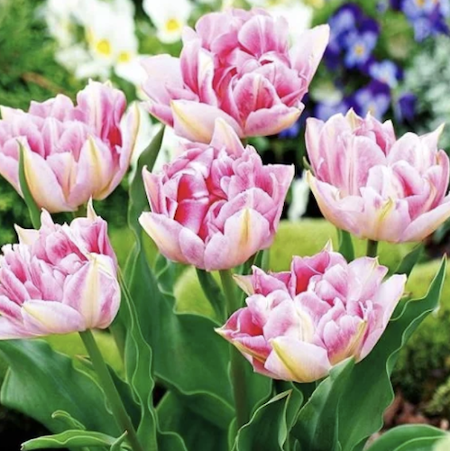Tulip "Angelique" Peony style Double flower Tulip "Angelique" Peony style Double flower