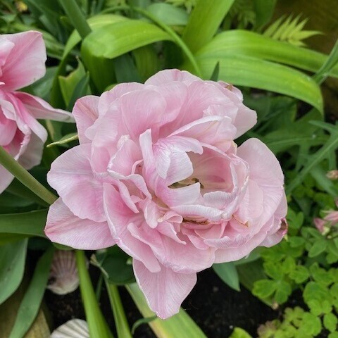 Tulip "Angelique" Peony style Double flower Tulip "Angelique" Peony style Double flower