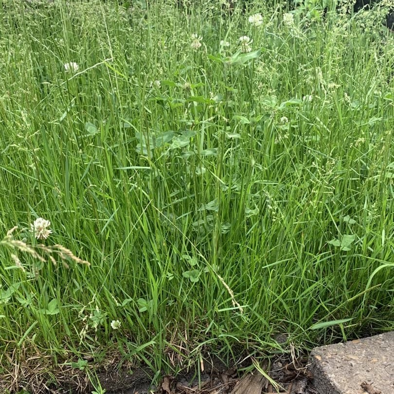 Species Rich Meadow Turf