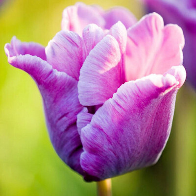 "Blue Parrot”Tulip BULB-ZTUL-BPA