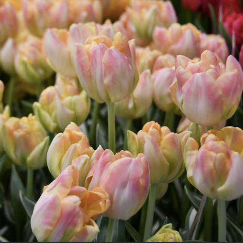 "Cream Upstar" Tulip double flower "Cream Upstar" Tulip double flower
