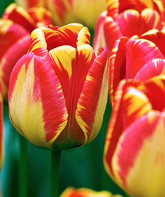 "Banja Luka" Darwin Tulip Bulb BULB-ZTUL-BLU