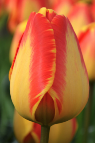 "Banja Luka" Darwin Tulip Bulb "Banja Luka" Darwin Tulip Bulb