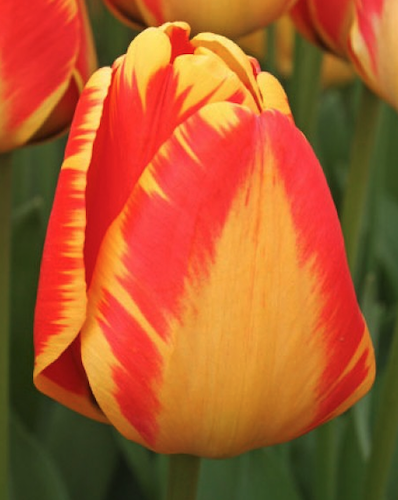 "Banja Luka" Darwin Tulip Bulb "Banja Luka" Darwin Tulip Bulb