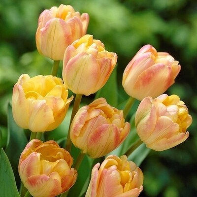 "Cream Upstar" Tulip double flower BULB-ZTUL-CUP