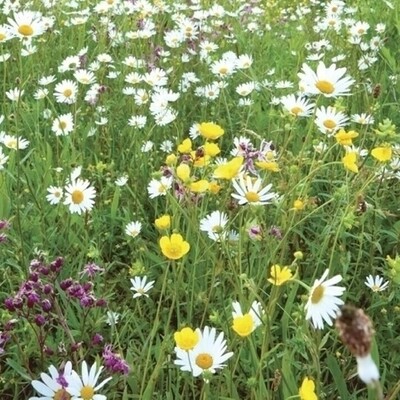 Wild Flower Turf (Traditional) SH-MEADOWMAT-TRAD