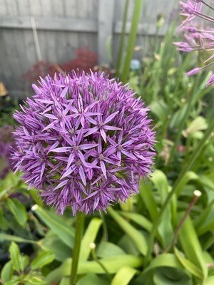 Allium Gladiator, Spring/Summer Flowering Bulb BULB-ZALL-GLA