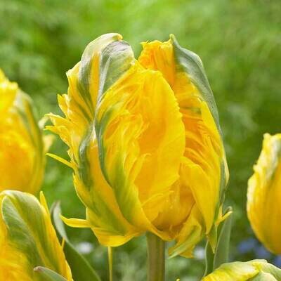 "Eagle Wings” Parrot Tulip BULB-ZTUL-EWI