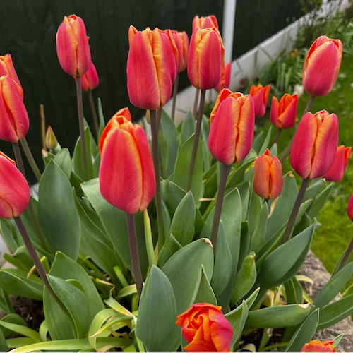 "Jimmy" Darwin Tulip Bulb "Jimmy" Darwin Tulip Bulb
