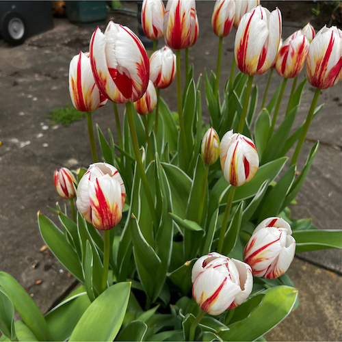 "Grand Perfection" Triumph Tulip Bulb "Grand Perfection" Triumph Tulip Bulb