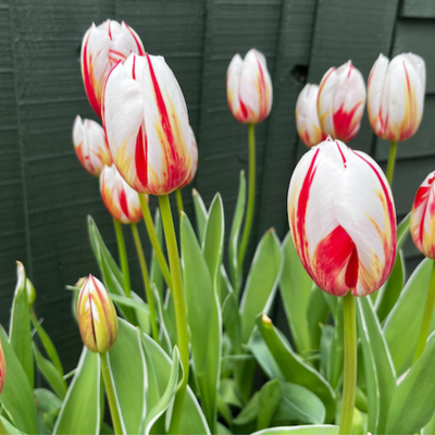 "Grand Perfection" Triumph Tulip Bulb BULB-ZTUL-GPE