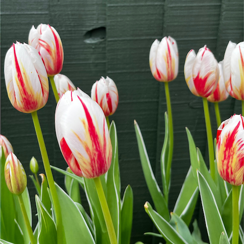 "Grand Perfection" Triumph Tulip Bulb "Grand Perfection" Triumph Tulip Bulb