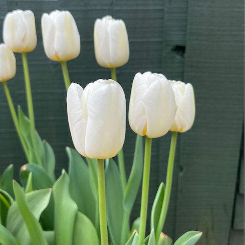 "Antartica" Triumph Tulip Bulb Organic and multi purpose compost at
