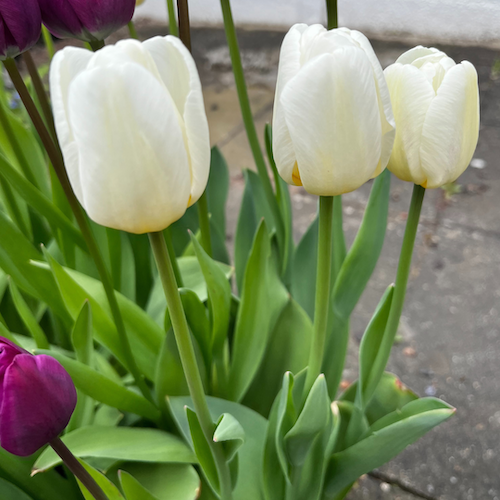 "Antartica" Triumph Tulip Bulb Organic and multi purpose compost at