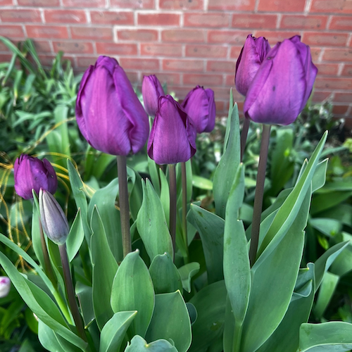 "Negrita" Triumph Tulip Bulb "Negrita" Triumph Tulip Bulb