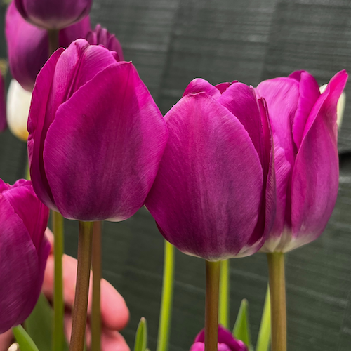 "Negrita" Triumph Tulip Bulb "Negrita" Triumph Tulip Bulb