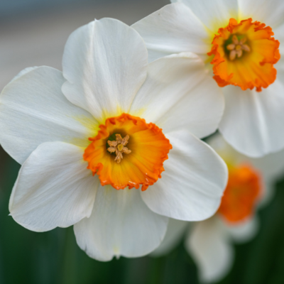 Geranium Daffodil 10/12cm BULB-ZDAF-GER210