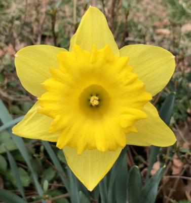 King Alfred Daffodil 10/12cm BULB-ZAL-KAL112