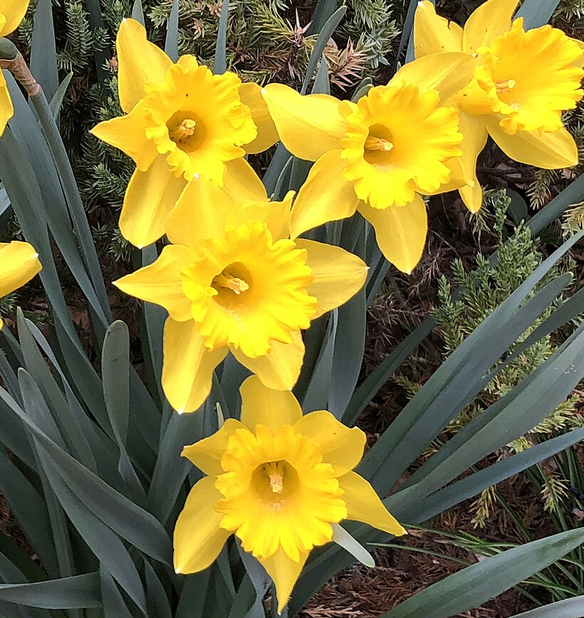 King Alfred Daffodil 10/12cm King Alfred Daffodil 10/12cm