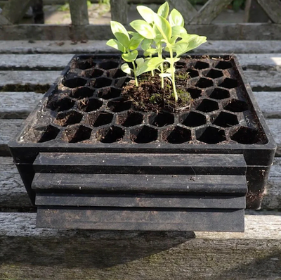 46 Cell PUSH out PLUG Mini Seed Tray - With FREE Coir Compost! WW-PFSEED46