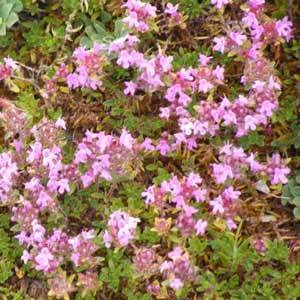 Cottage Garden Wild Flower Turf