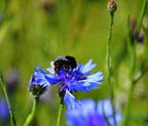 Cottage Garden Wild Flower Turf