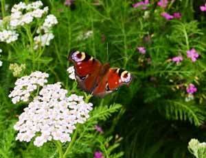 Cottage Garden Wild Flower Turf