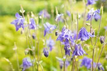 Cottage Garden Wild Flower Turf