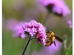 Cottage Garden Wild Flower Turf