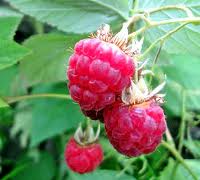 Fruit Garden Plant Pack RG-CFG-GV