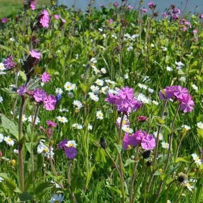 Cottage Garden Wild Flower Turf SH-Meadowmat-cottage