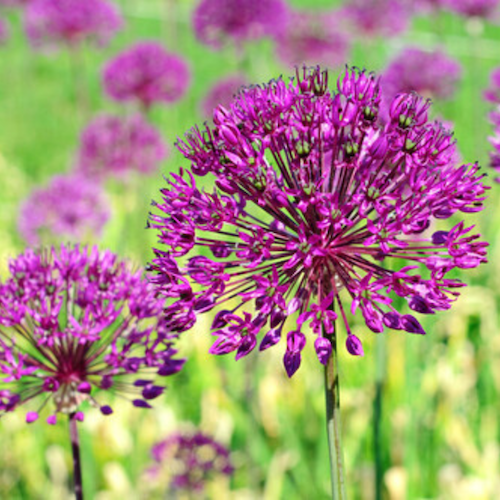 Allium Aflatunense, Spring/Summer Flowering Bulb Allium Aflatunense, Spring/Summer Flowering Bulb
