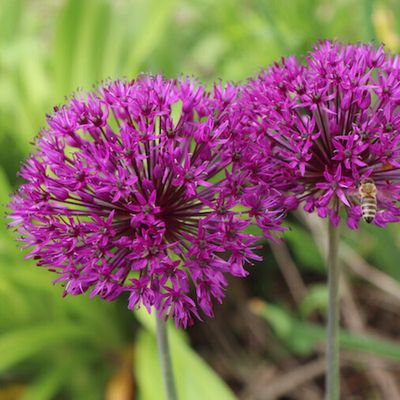 Allium Aflatunense, Spring/Summer Flowering Bulb BULB-ZALL-AFL
