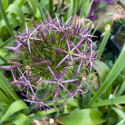 Allium Christophii Bulb, Spring/Summer Flowering Bulb Allium Christophii Bulb, Spring/Summer Flowering Bulb