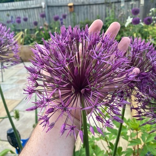 Allium Christophii Bulb, Spring/Summer Flowering Bulb Allium Christophii Bulb, Spring/Summer Flowering Bulb