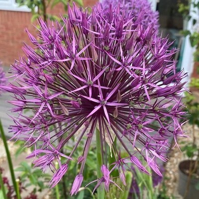Allium Christophii Bulb, Spring/Summer Flowering Bulb BULB-ZALL-CHR
