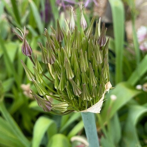 Allium Christophii Bulb, Spring/Summer Flowering Bulb Allium Christophii Bulb, Spring/Summer Flowering Bulb