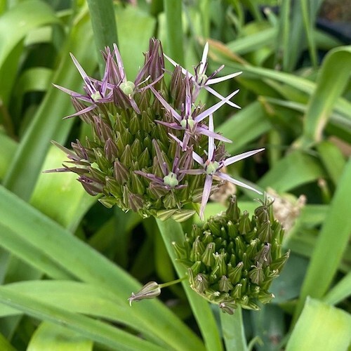 Allium Christophii Bulb, Spring/Summer Flowering Bulb Allium Christophii Bulb, Spring/Summer Flowering Bulb