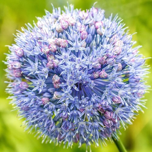Blue Allium Bulbs (Allium Azureum) Blue Allium Bulbs (Allium Azureum)