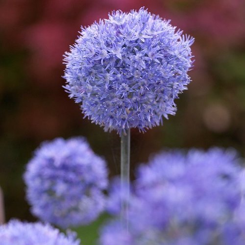 Blue Allium Bulbs (Allium Azureum) Blue Allium Bulbs (Allium Azureum)