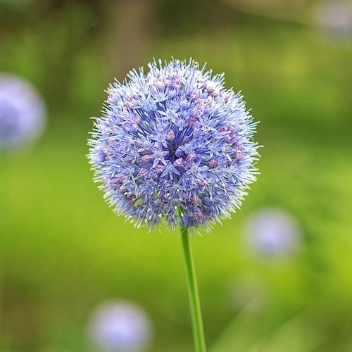 Blue Allium Bulbs (Allium Azureum) Blue Allium Bulbs (Allium Azureum)