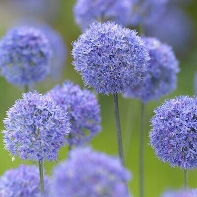 Blue Allium Bulbs (Allium Azureum) BULB-ZALL-AZU
