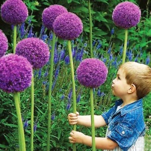 Allium Giganteum (Giant Allium) Bulbs, Spring/Summer Flowering Bulb Allium Giganteum (Giant Allium) Bulbs, Spring/Summer Flowering Bulb