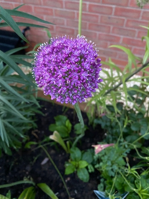 Allium Giganteum (Giant Allium) Bulbs, Spring/Summer Flowering Bulb Allium Giganteum (Giant Allium) Bulbs, Spring/Summer Flowering Bulb