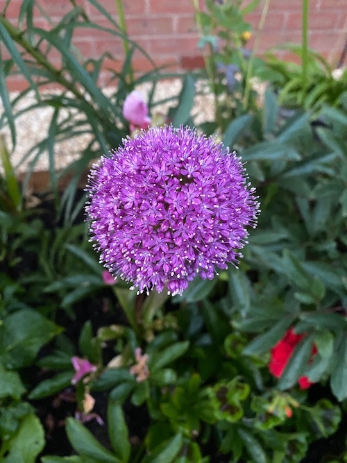 Allium Giganteum (Giant Allium) Bulbs, Spring/Summer Flowering Bulb Allium Giganteum (Giant Allium) Bulbs, Spring/Summer Flowering Bulb