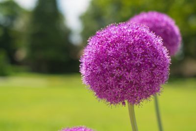 Allium Giganteum (Giant Allium) Bulbs, Spring/Summer Flowering Bulb BULB-ZALL-GIG