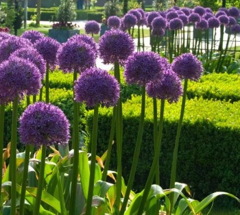 Globemaster Allium, Summer Flowering Bulbs BULB-ZALL-GLO