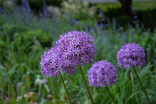 Globemaster Allium, Summer Flowering Bulbs Globemaster Allium, Summer Flowering Bulbs